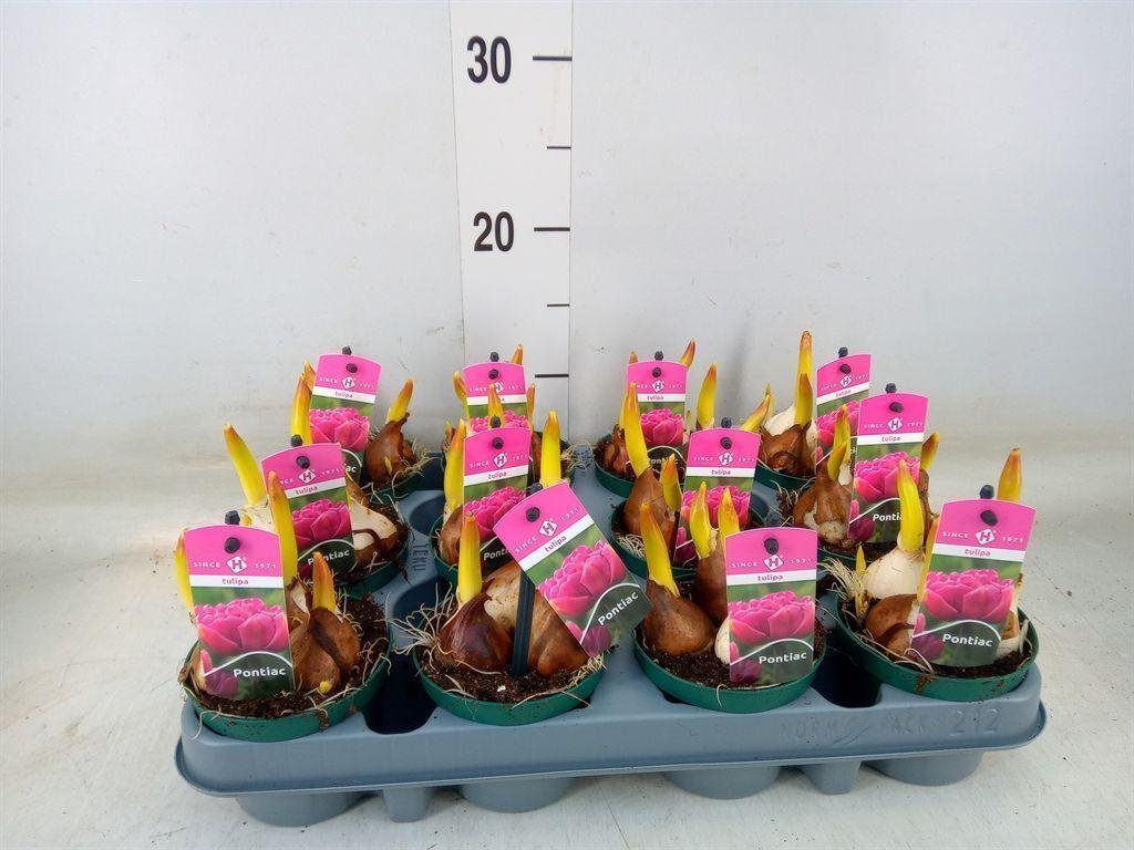 Горшечные цветы и растения оптом Tulipa Du   ... от 12шт (для телеги) из Голландии с доставкой по России