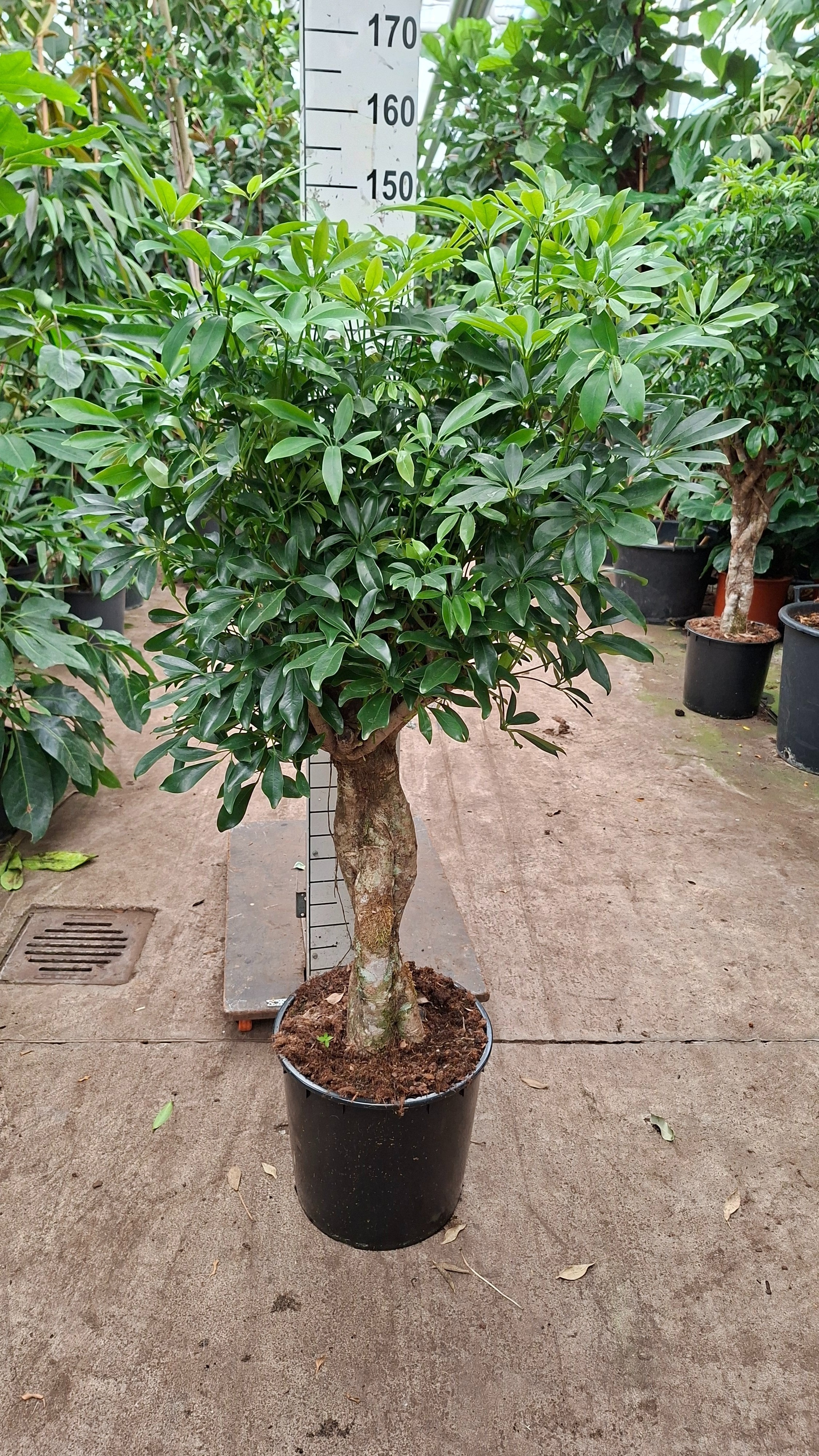 Горшечные цветы и растения оптом Schefflera Compacta Twisted от 1шт из Голландии с доставкой по России