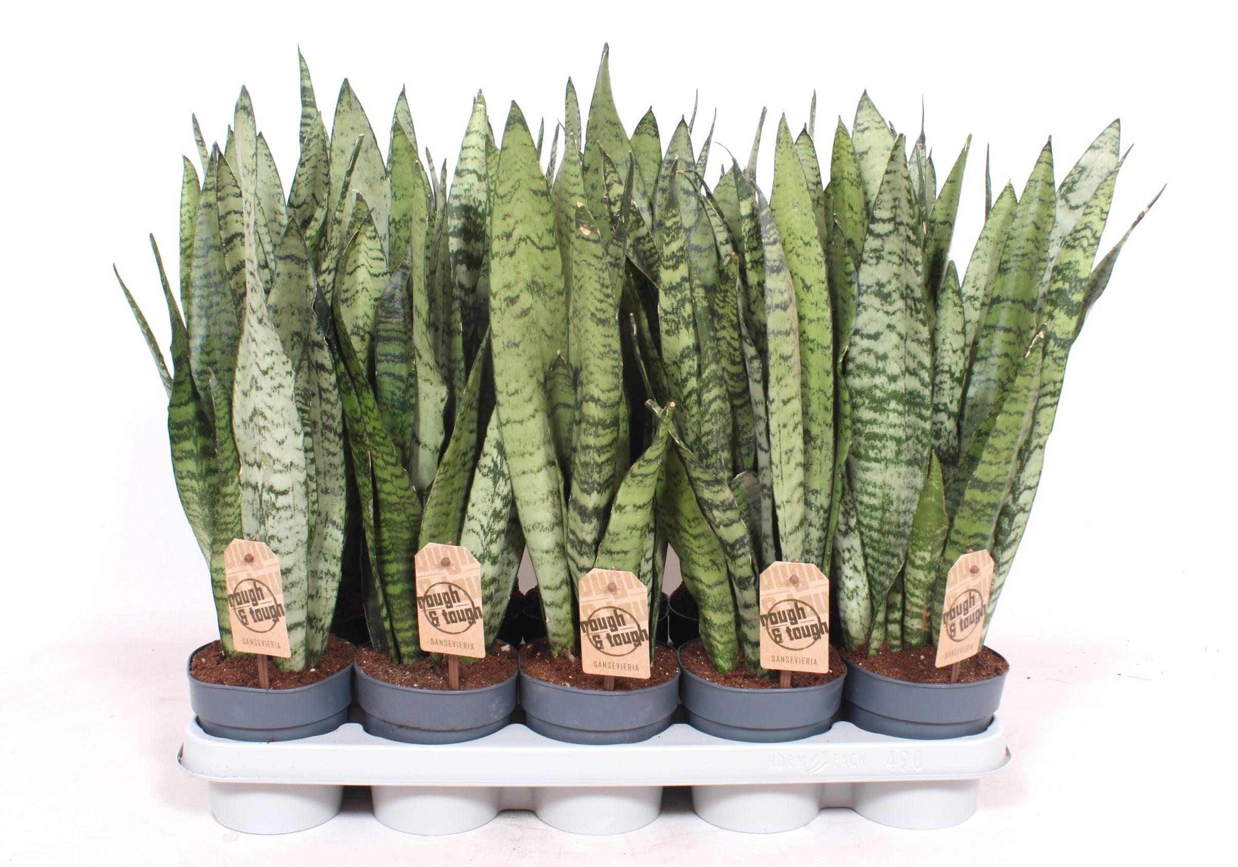 Горшечные цветы и растения оптом Sansevieria Zeylanica от 10шт из Голландии с доставкой по России