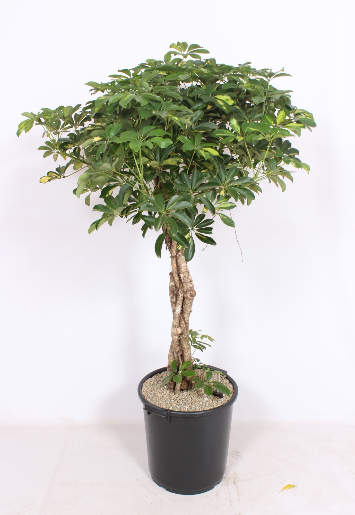 Горшечные цветы и растения оптом Schefflera Arboricola от 1шт из Голландии с доставкой по России