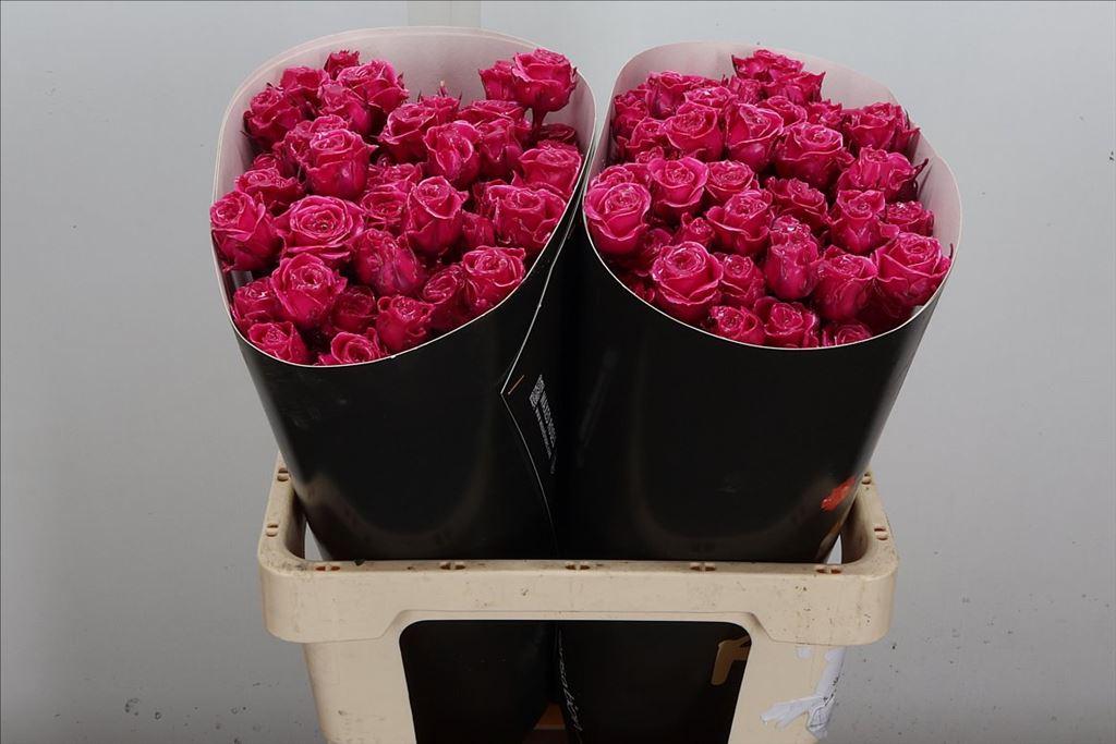 Срезанные цветы оптом Rosa spray wax cerise от 20шт из Голландии с доставкой по России