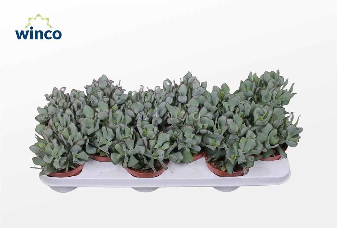 Горшечные цветы и растения оптом Crassula Undilatifolia от 10шт из Голландии с доставкой по России