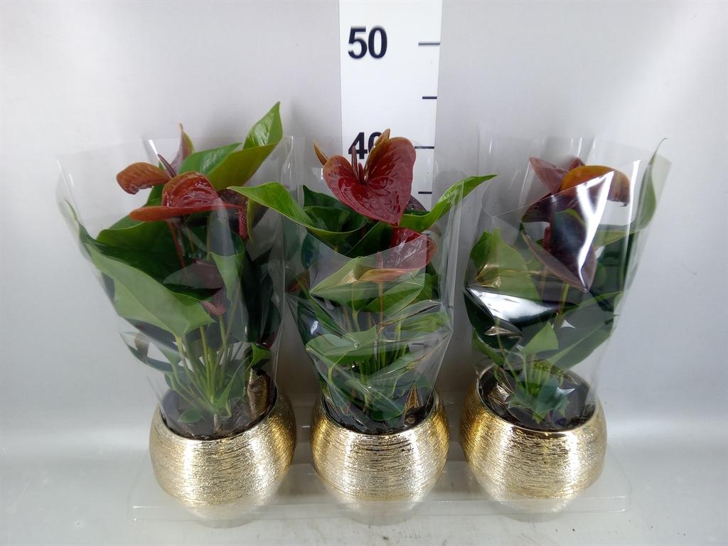 Горшечные цветы и растения оптом Anthurium Andr. essencia от 3шт из Голландии с доставкой по России