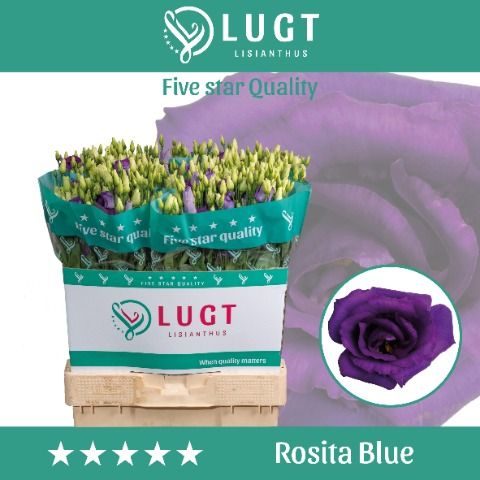 Срезанные цветы оптом Lisianthus do rosita blue от 140шт. из Голландии с доставкой по России