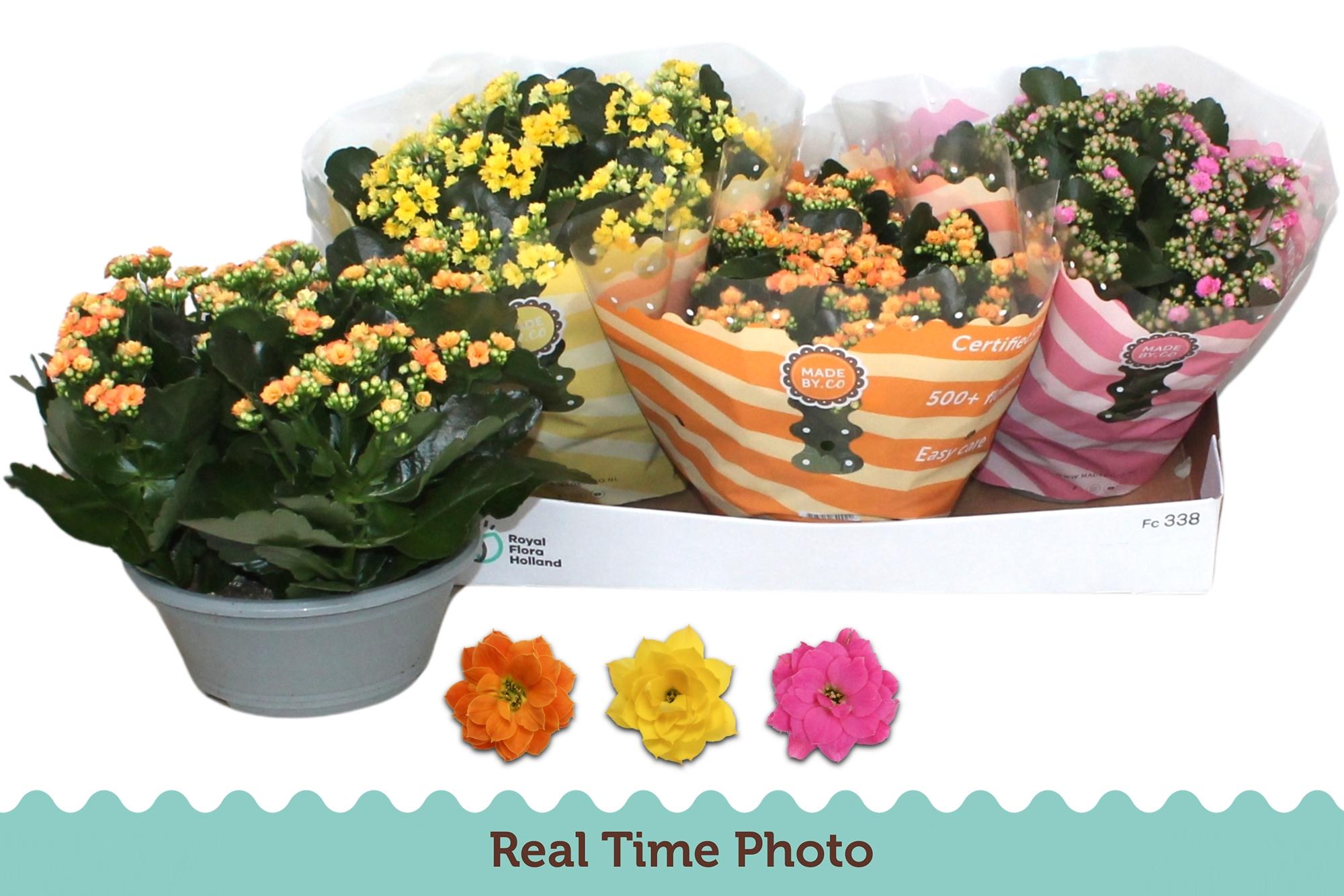 Горшечные цветы и растения оптом Kal Ge Gem 3 Kl от 3шт из Голландии с доставкой по России