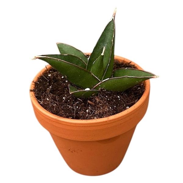 Горшечные цветы и растения оптом Sansevieria Tower Blue от 1шт (для телеги) из Голландии с доставкой по России