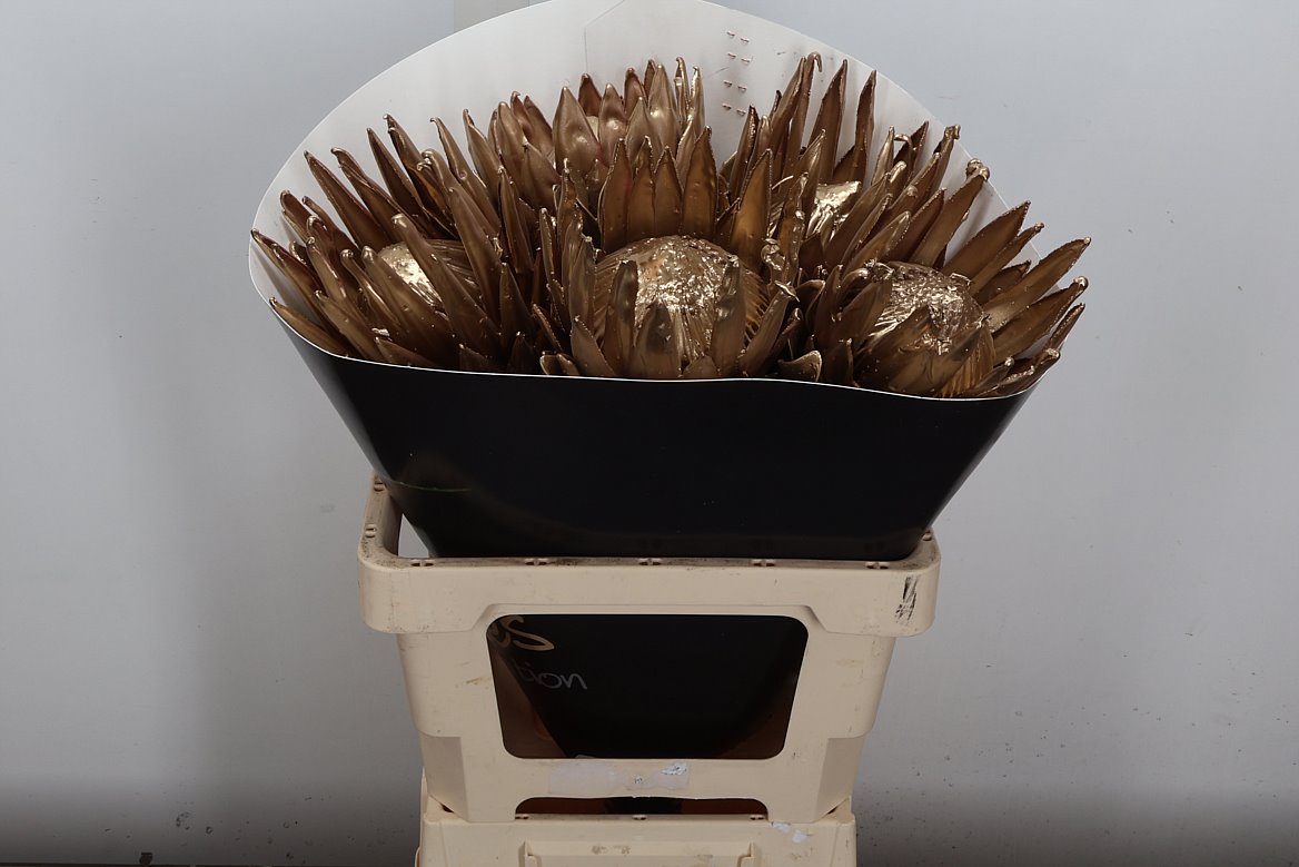 Срезанные цветы оптом Protea wax gold от 5шт из Голландии с доставкой по России