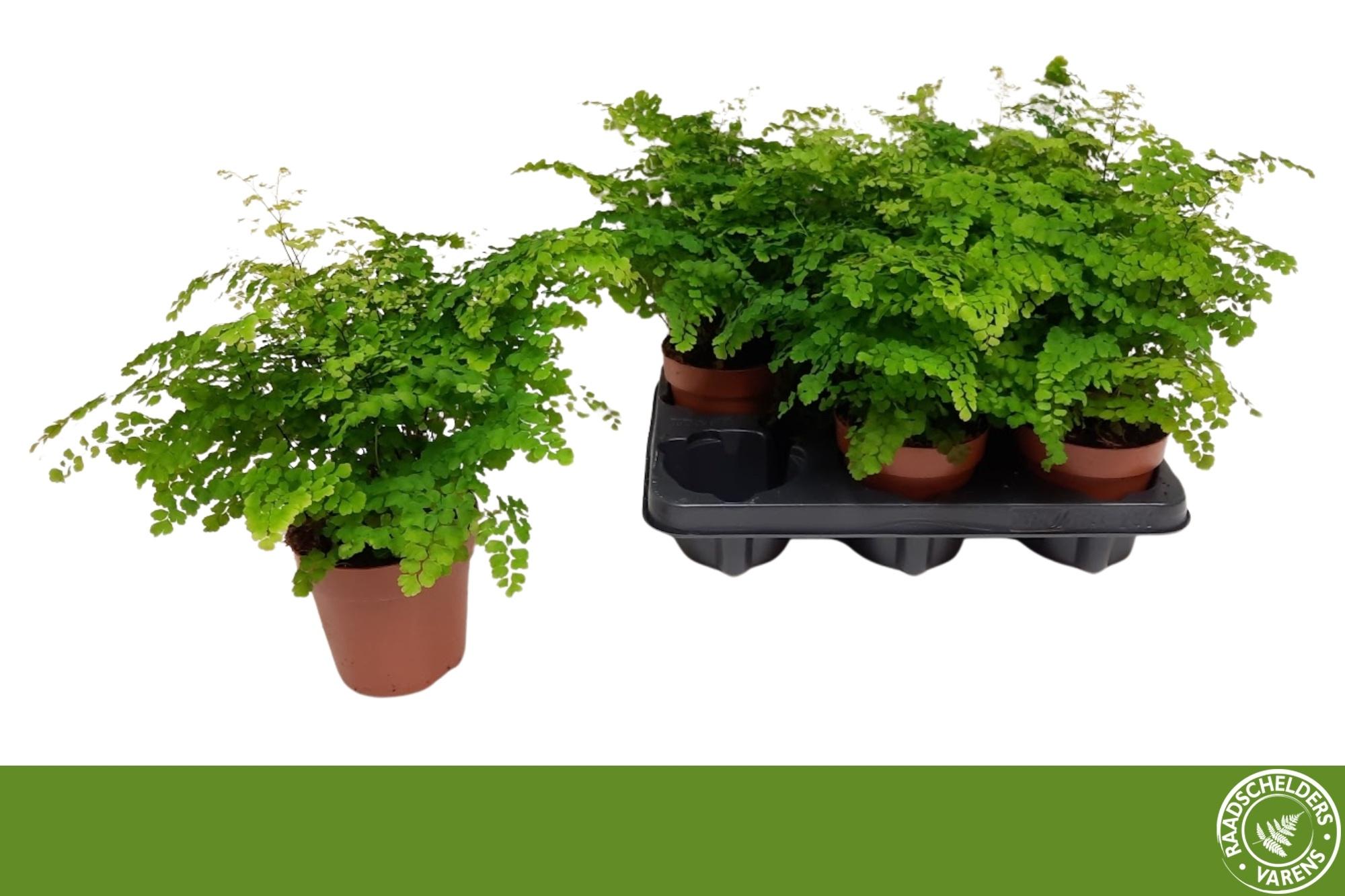 Горшечные цветы и растения оптом Adian Rad Fritz-luth от 6шт из Голландии с доставкой по России