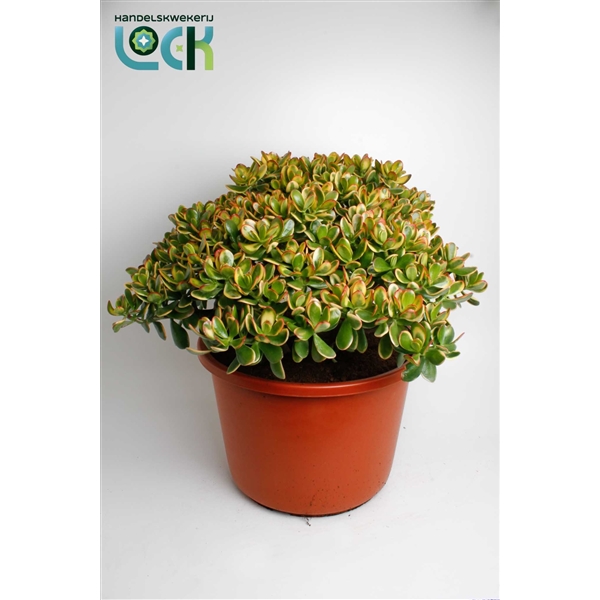 Горшечные цветы и растения оптом Crassula Sunset от 1шт из Голландии с доставкой по России