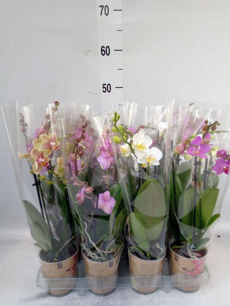 Горшечные цветы и растения оптом Phalaenopsis Multi.   ... от 12шт (для телеги) из Голландии с доставкой по России