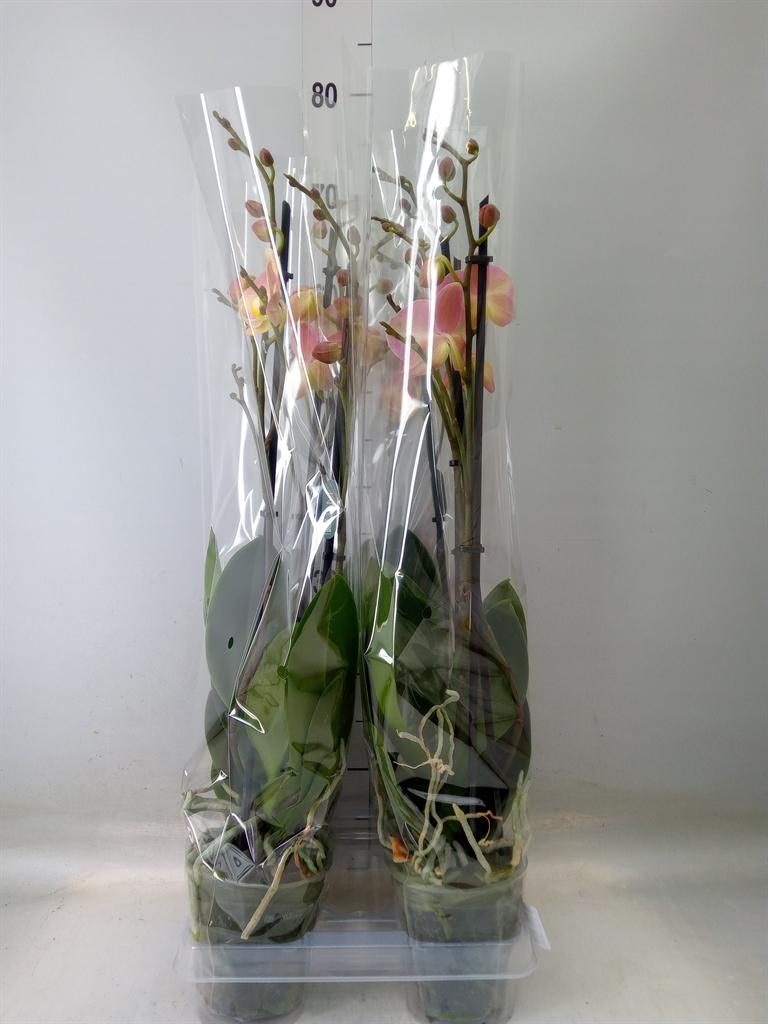 Горшечные цветы и растения оптом Phalaenopsis   ...rose от 4шт из Голландии с доставкой по России