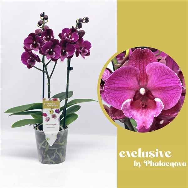 Горшечные цветы и растения оптом Phal 2st Julita 14+ (phalaenova) от 10шт из Голландии с доставкой по России