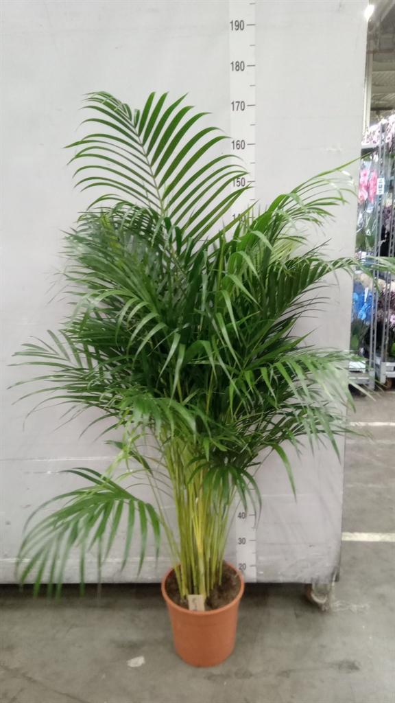 Горшечные цветы и растения оптом Dypsis Lutescens   ...chrysalidoca от 1шт из Голландии с доставкой по России