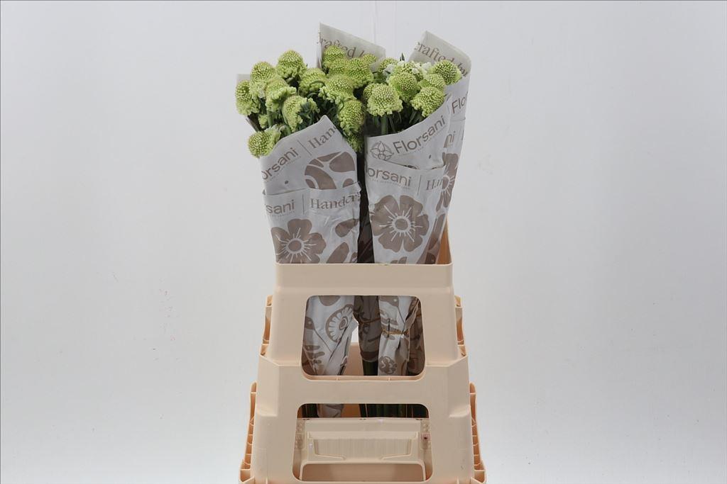 Срезанные цветы оптом Scabiosa white от 50шт из Голландии с доставкой по России