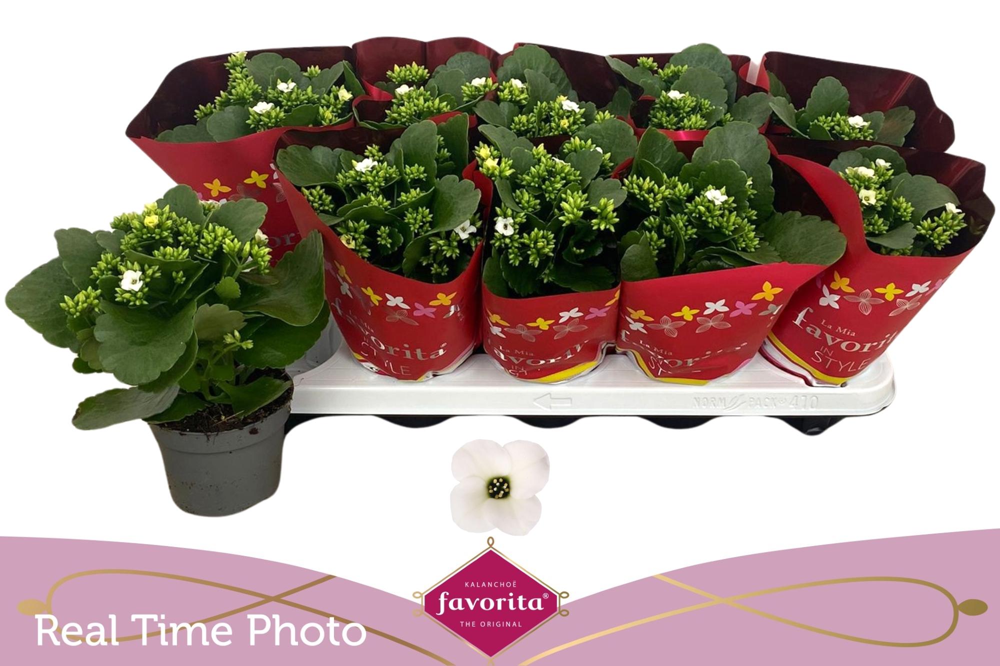 Горшечные цветы и растения оптом Kal En Asteria White от 10шт из Голландии с доставкой по России