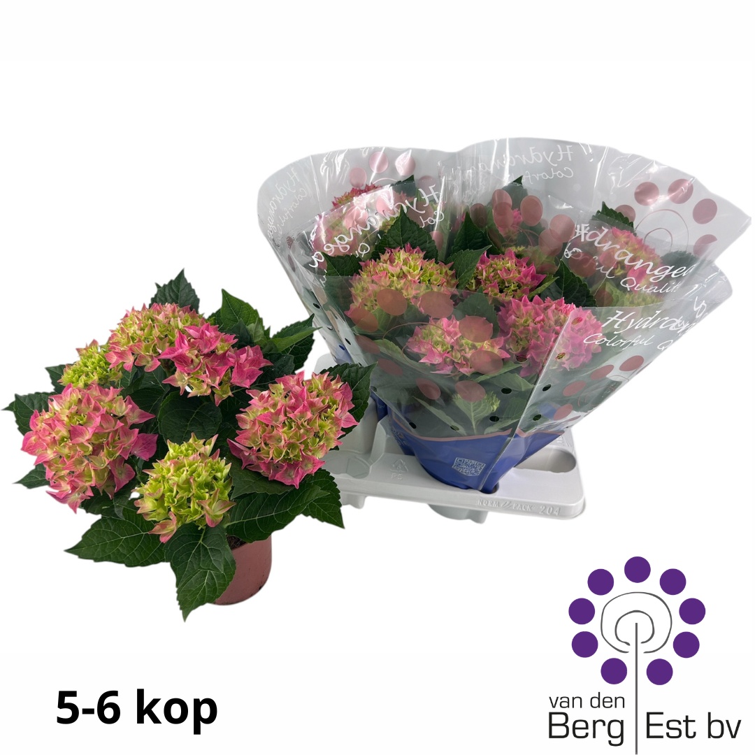 Горшечные цветы и растения оптом Hydr M Hi Meadow от 4шт из Голландии с доставкой по России