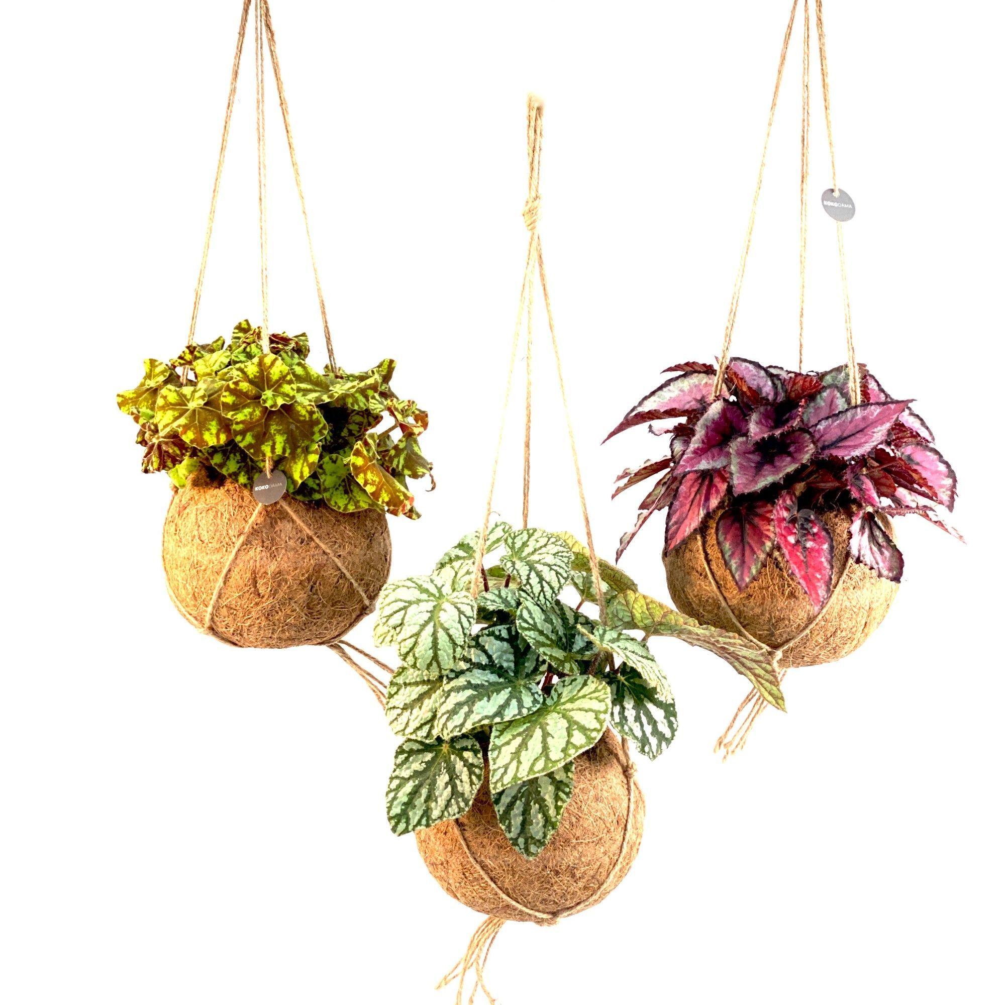 Горшечные цветы и растения оптом Beg M C Gem от 3шт (для телеги) из Голландии с доставкой по России