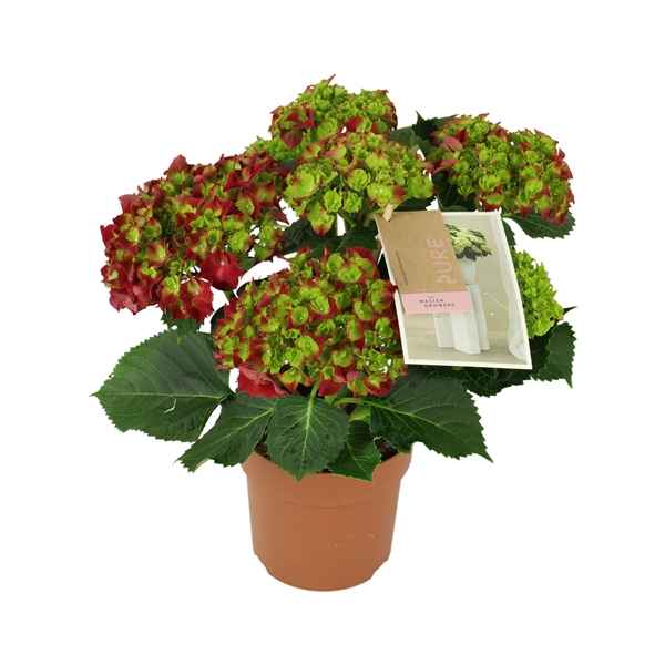 Горшечные цветы и растения оптом Hydrangea Ma Hi Fire Red 5+ от 6шт из Голландии с доставкой по России