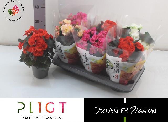 Горшечные цветы и растения оптом Beg Du Gem от 6шт (для телеги) из Голландии с доставкой по России