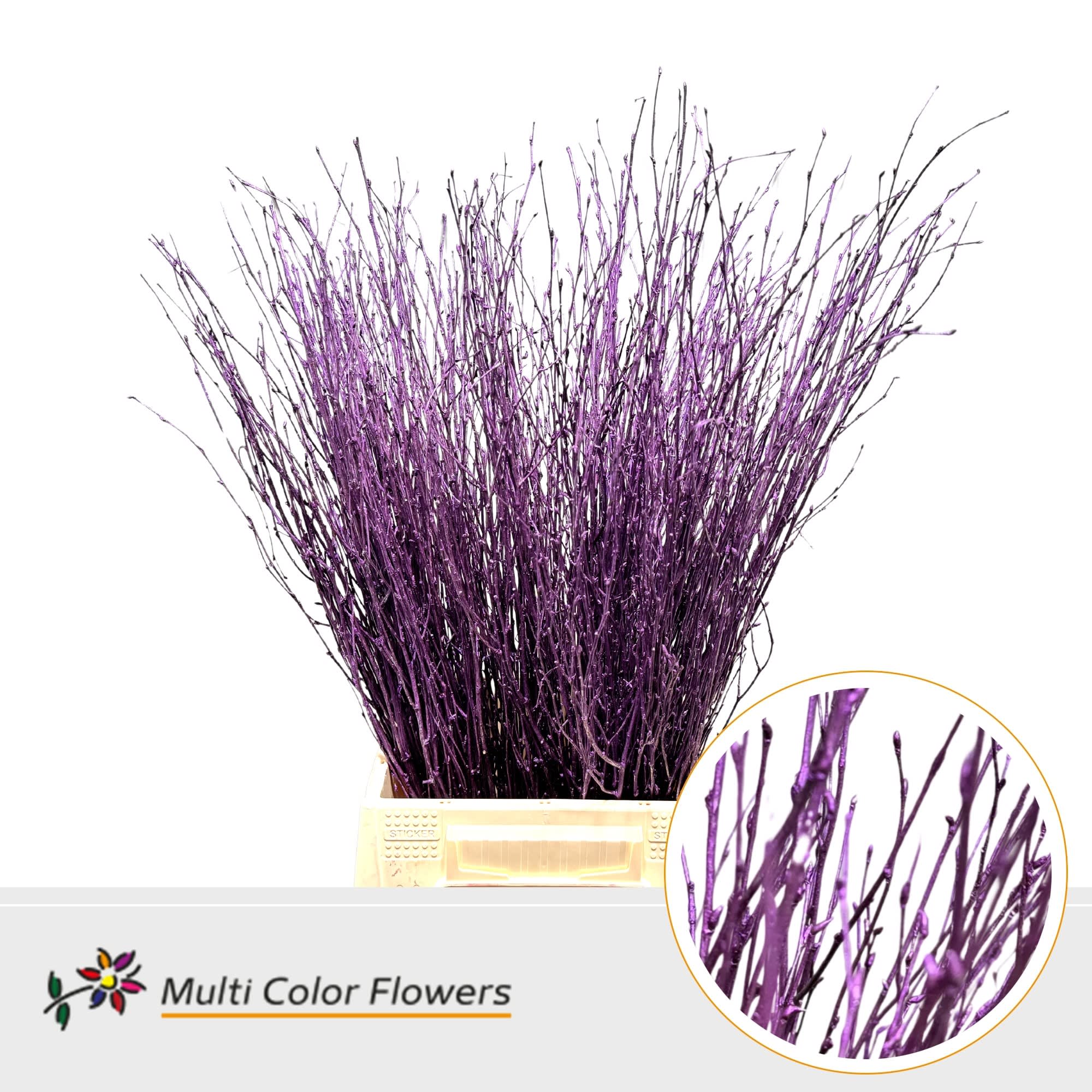 Срезанные цветы оптом Betula paint lilac dark от 100шт. из Голландии с доставкой по России