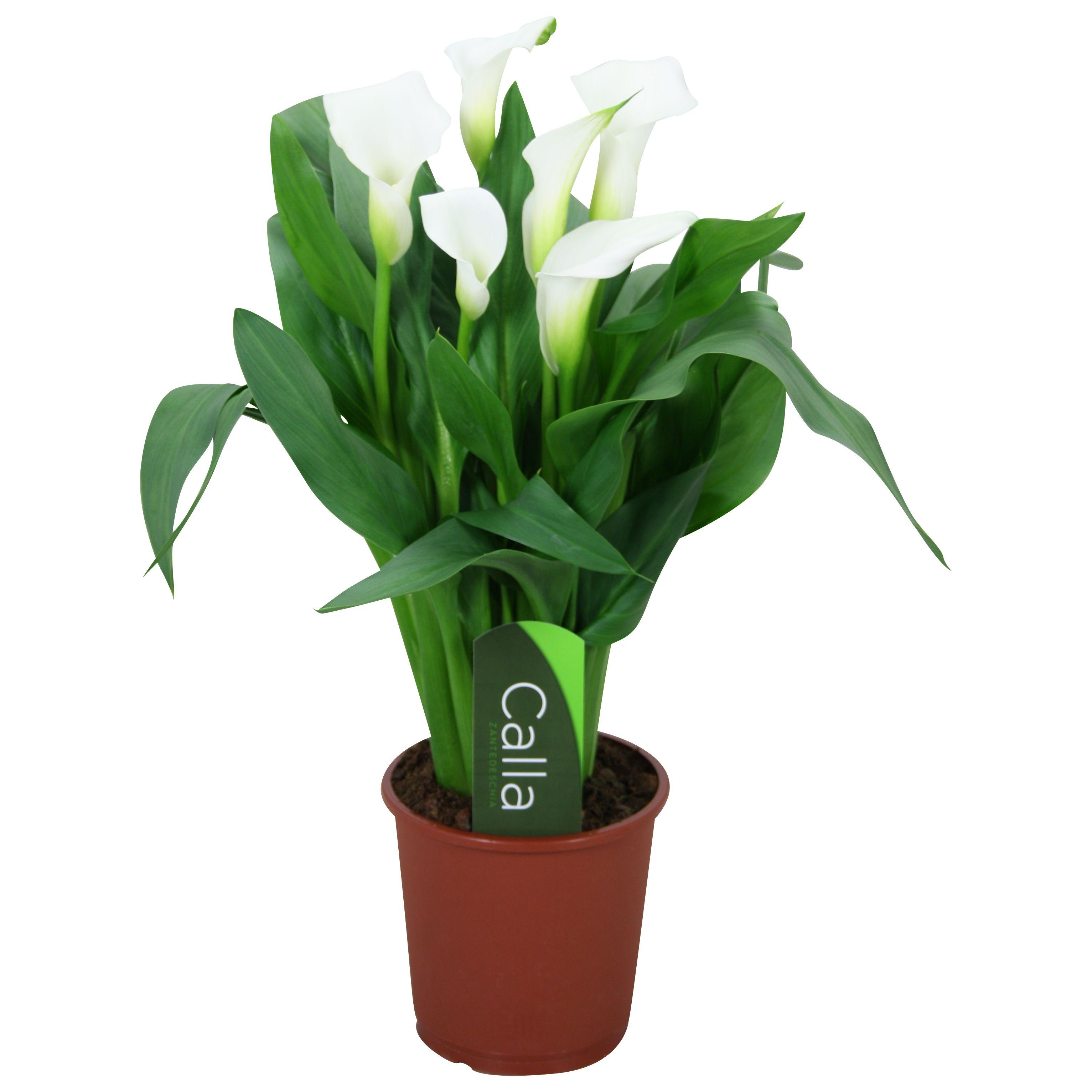 Горшечные цветы и растения оптом Zantedeschia Fresco White 4+ от 8шт из Голландии с доставкой по России