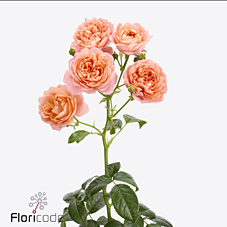 Срезанные цветы оптом Rosa spray wild miracle от 40шт из Голландии с доставкой по России