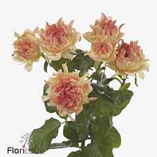 Срезанные цветы оптом Rosa sp hasthags flame от 20шт из Голландии с доставкой по России