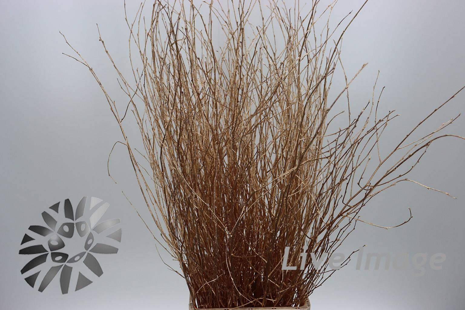 Срезанные цветы оптом Betula paint antique gold от 10шт из Голландии с доставкой по России