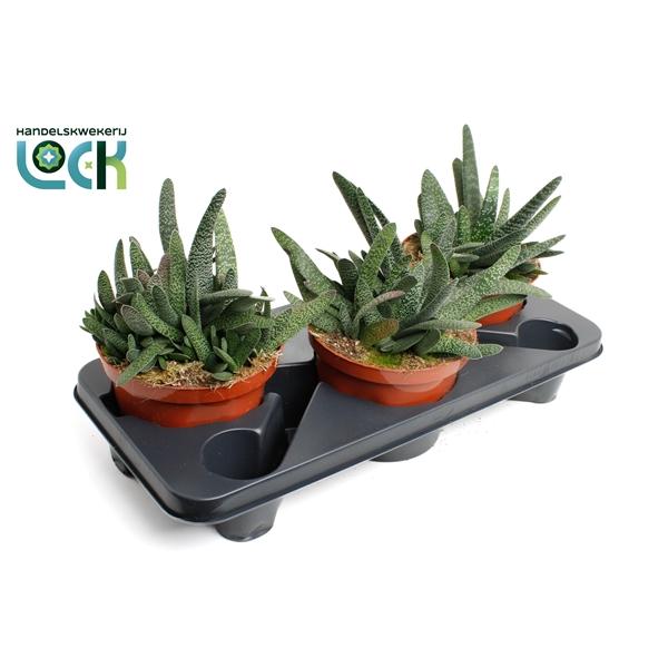 Горшечные цветы и растения оптом Gasteria Minor от 3шт из Голландии с доставкой по России