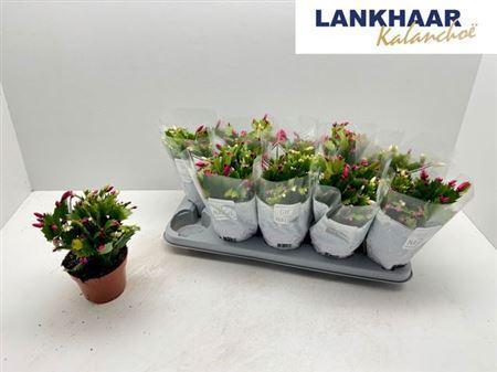 Горшечные цветы и растения оптом Schlumbergera Flame Mix 50+ от 10шт из Голландии с доставкой по России