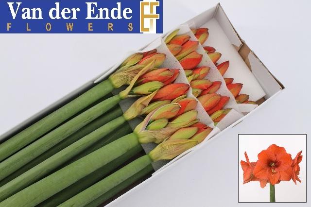 Срезанные цветы оптом Hippeastrum naranja от 15шт из Голландии с доставкой по России