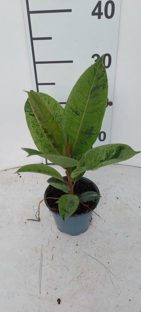 Горшечные цветы и растения оптом Fic El Ov от 12шт из Голландии с доставкой по России