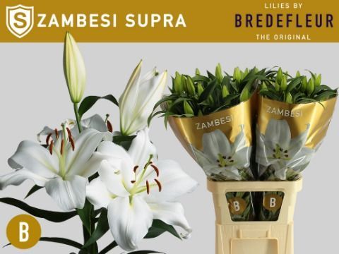 Срезанные цветы оптом Lilium or zambesi Supra от 30шт из Голландии с доставкой по России