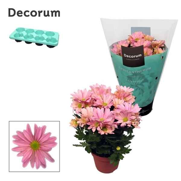 Горшечные цветы и растения оптом Chrys Margarita Pink (decorum) от 8шт из Голландии с доставкой по России