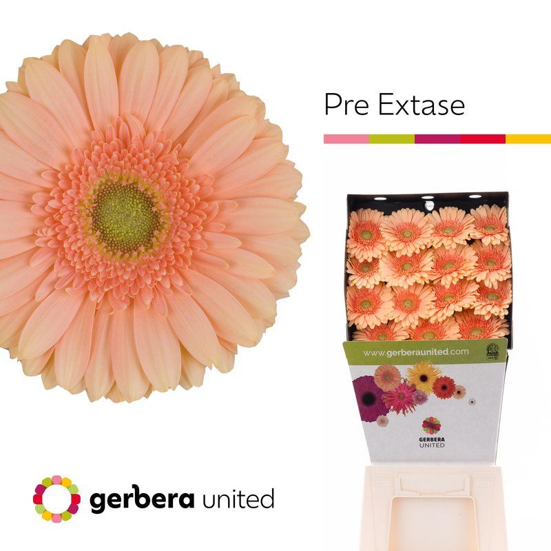 Срезанные цветы оптом Gerbera diamond pre-extase от 15шт из Голландии с доставкой по России