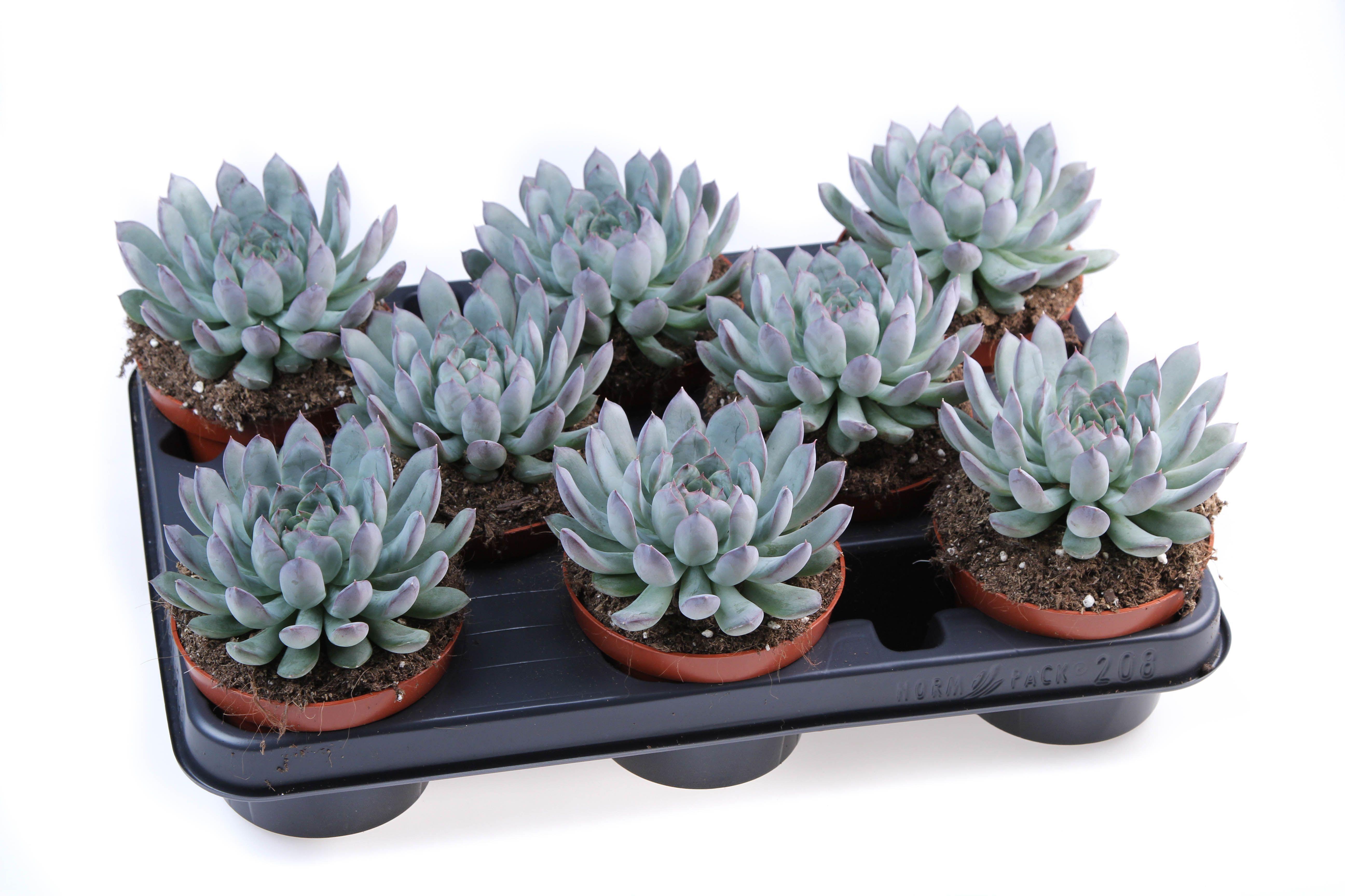 Горшечные цветы и растения оптом Echeveria Pulidonis от 8шт из Голландии с доставкой по России