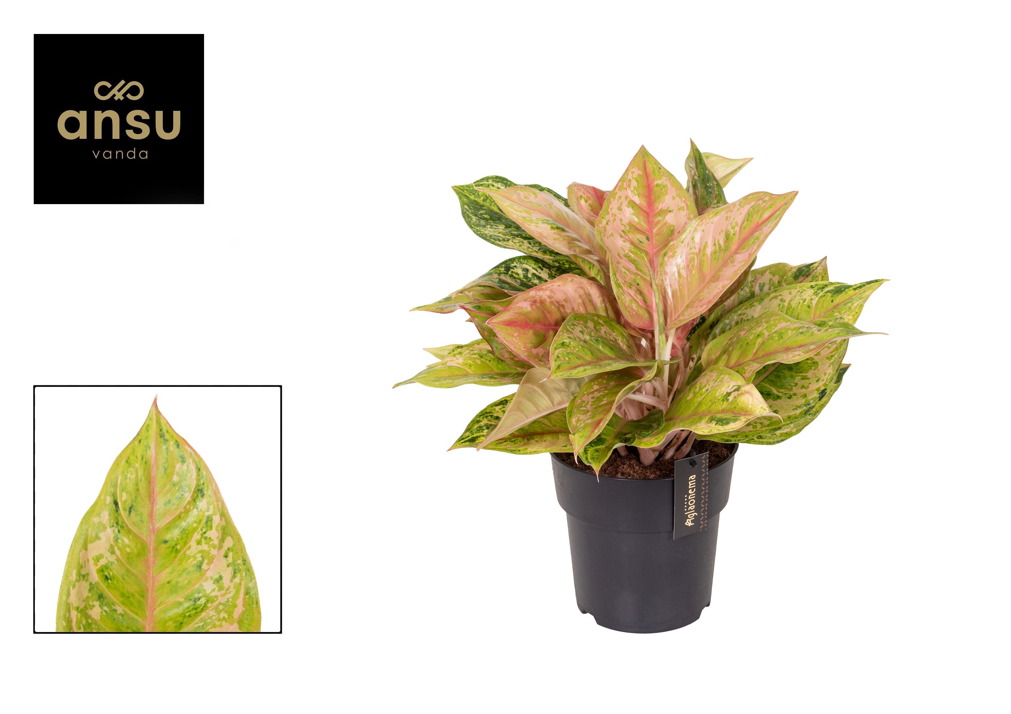 Горшечные цветы и растения оптом Aglaonema Pastella от 3шт из Голландии с доставкой по России