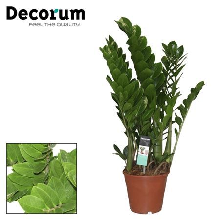 Горшечные цветы и растения оптом Zamioculcas 6+ (decorum) от 1шт из Голландии с доставкой по России