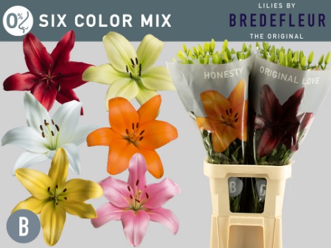Срезанные цветы оптом Lilium la mix in bucket от 60шт. из Голландии с доставкой по России