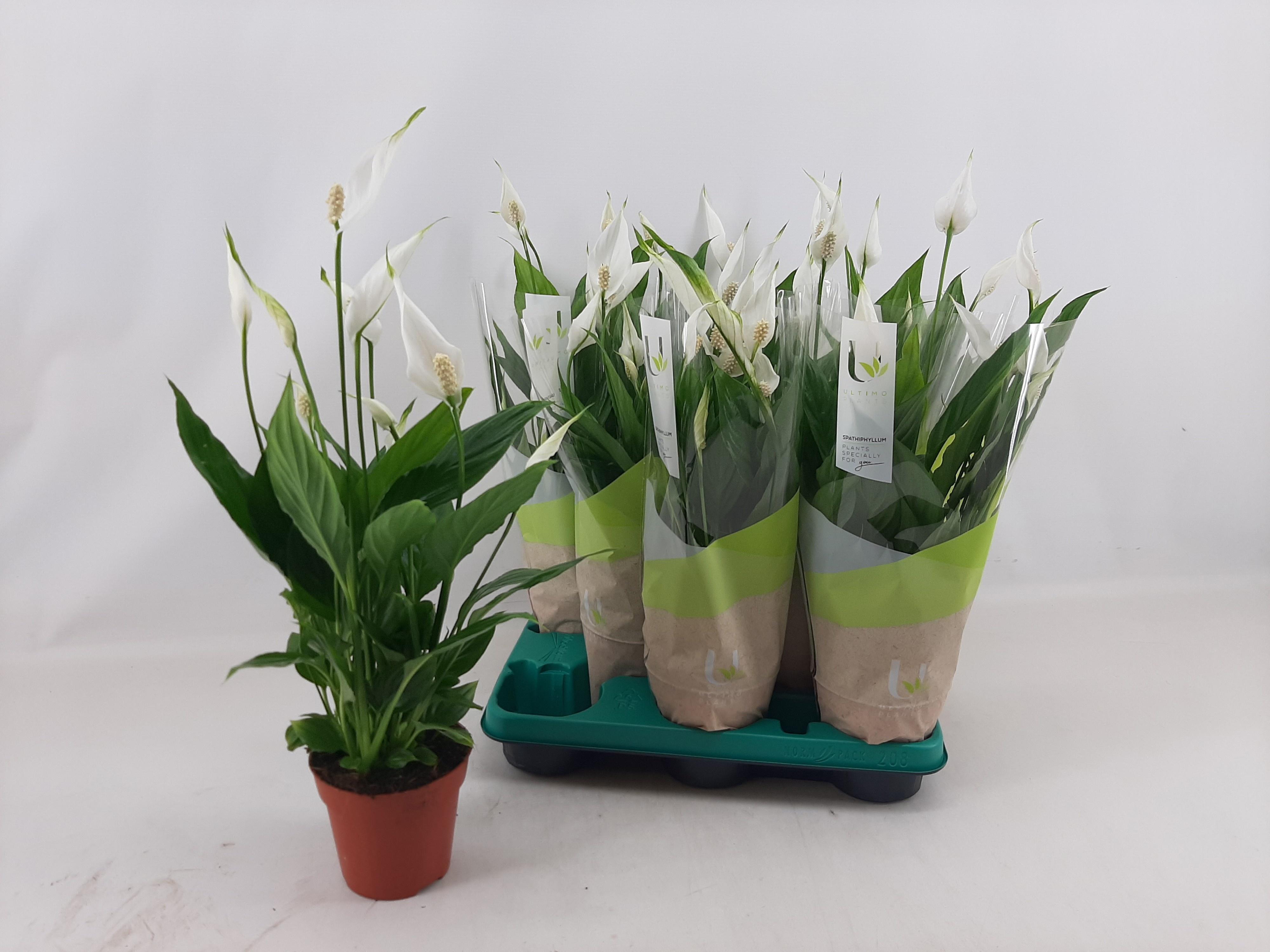 Горшечные цветы и растения оптом Spath Torelli от 8шт из Голландии с доставкой по России