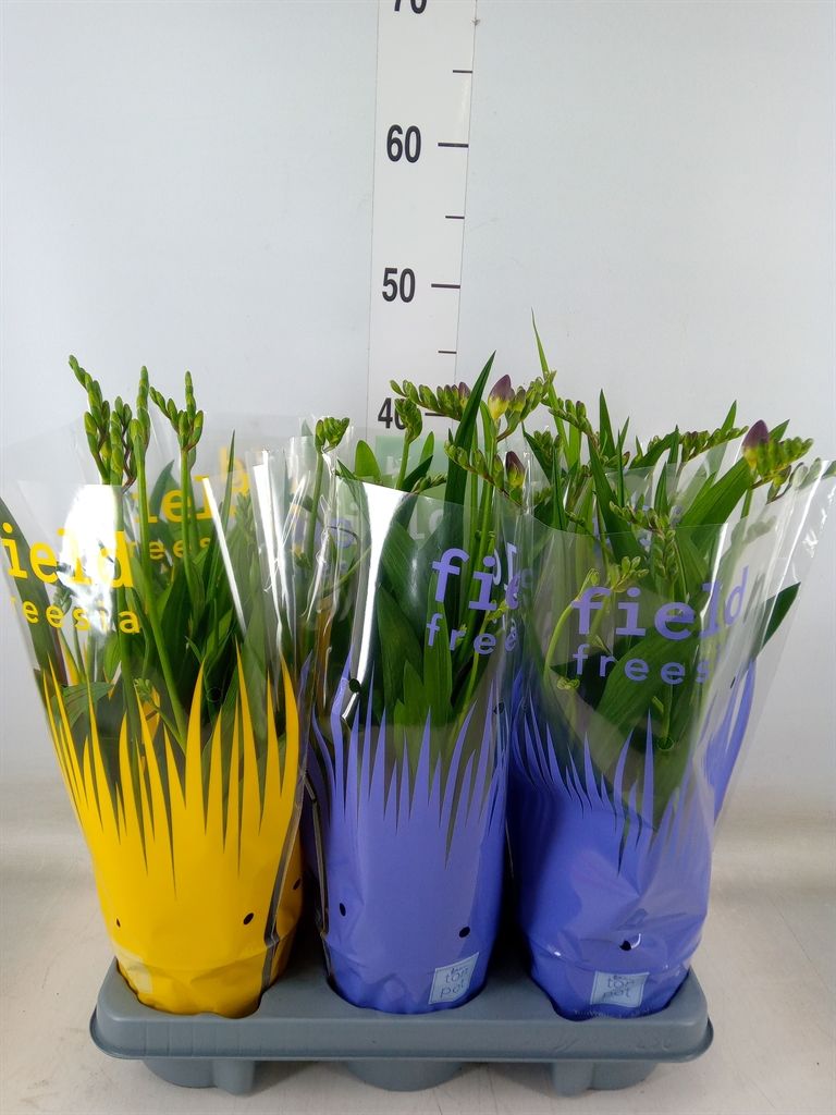 Горшечные цветы и растения оптом Freesia   ... от 6шт из Голландии с доставкой по России