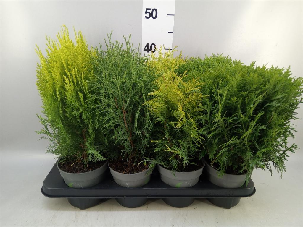 Горшечные цветы и растения оптом Thuja Occid. от 8шт из Голландии с доставкой по России