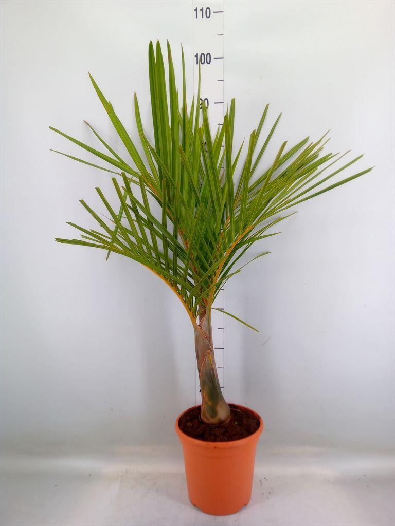 Горшечные цветы и растения оптом Mascarena Verschaffeltii от 1шт из Голландии с доставкой по России