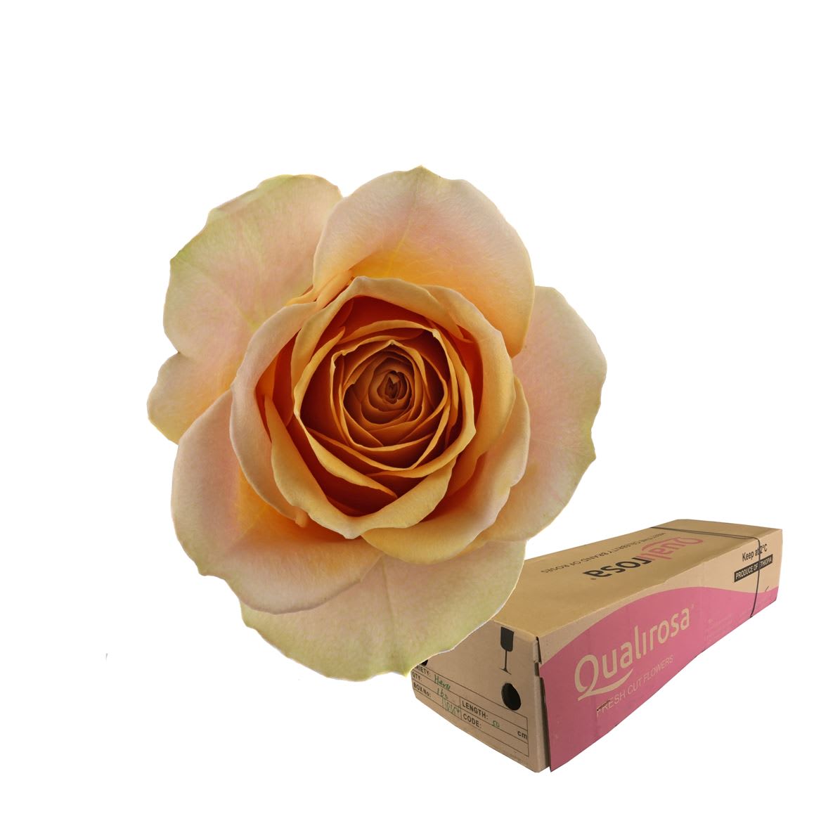 Срезанные цветы оптом Rosa large golden mustard от 260шт из Голландии с доставкой по России