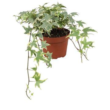 Горшечные цветы и растения оптом Hedera Helix Yellow Ripple от 8шт из Голландии с доставкой по России