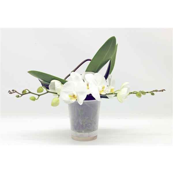Горшечные цветы и растения оптом Phal 2st Table White (phalaenova) от 3шт из Голландии с доставкой по России