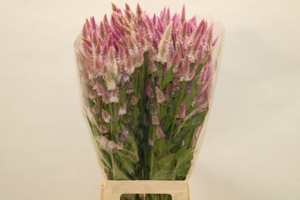 Срезанные цветы оптом Celosia plum pink от 60шт из Голландии с доставкой по России