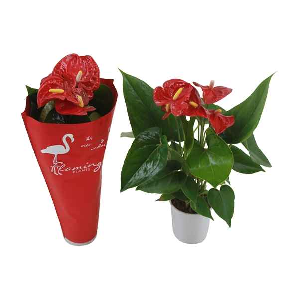 Горшечные цветы и растения оптом Anth An Jambo Red 3+ In Sleeve от 12шт из Голландии с доставкой по России