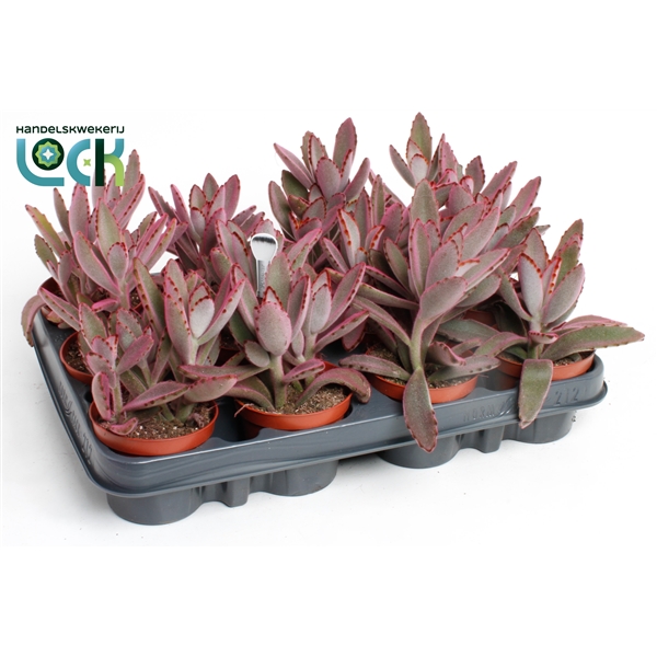 Горшечные цветы и растения оптом Kalanchoe Tomentosa Make Upz  Pink от 12шт из Голландии с доставкой по России