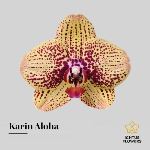 Срезанные цветы оптом Phalaenopsis karin aloha (per flower) от 100шт из Голландии с доставкой по России